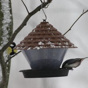 Wood Nuthatch