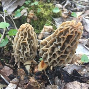 Yellow Morel