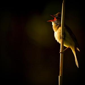 Great Reed-warbler