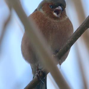 Eurasian Chaffinch