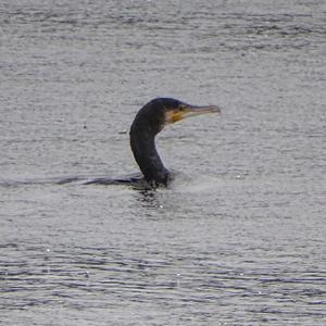 Great Cormorant