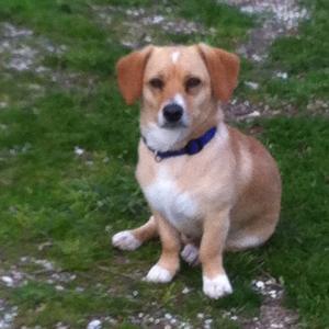 Unknown Breed