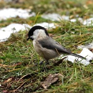 Willow Tit