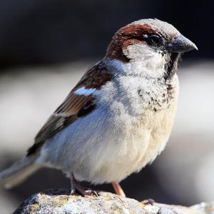 House Sparrow