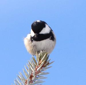 Coal Tit