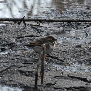 Reed Bunting