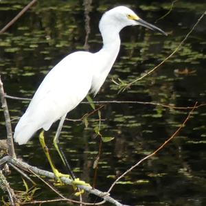 Snowy Egret