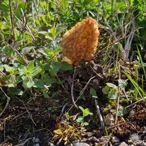 Yellow Morel