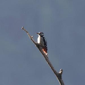 Great Spotted Woodpecker