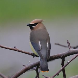 Cedar Waxwing