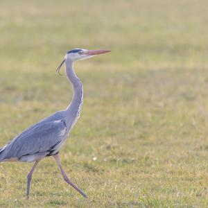 Grey Heron