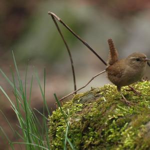 Winter Wren