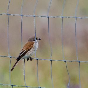 Red-backed Shrike