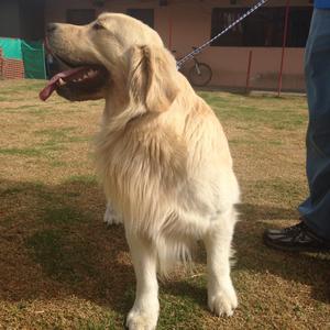 Retriever (Golden)