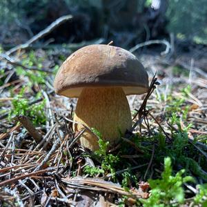 King Bolete