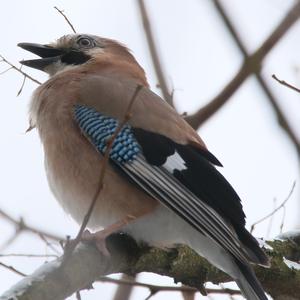 Eurasian Jay