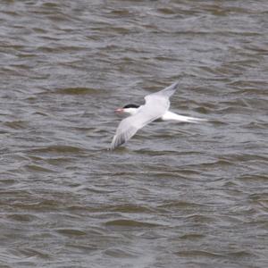 Common Tern