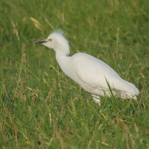 Cattle Egret