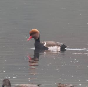 Red-crested Pochard