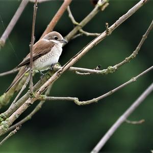 Red-backed Shrike