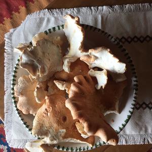 Sheep Polypore