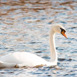 Höckerschwan