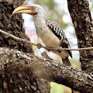 Southern Yellow-billed Hornbill