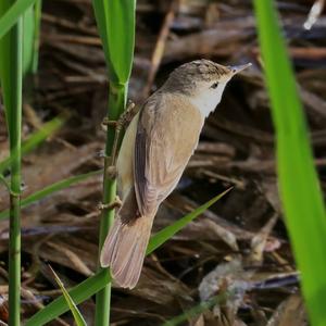 Eurasian Reed-warbler