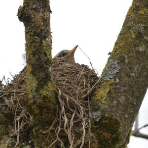 Fieldfare