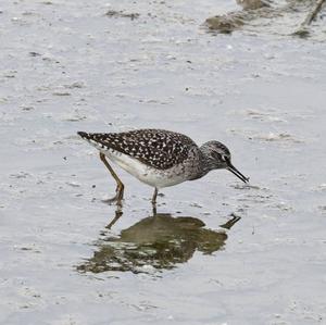 Wood Sandpiper