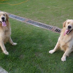 Retriever (Golden)