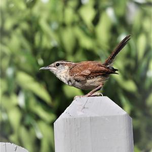 Carolina Wren