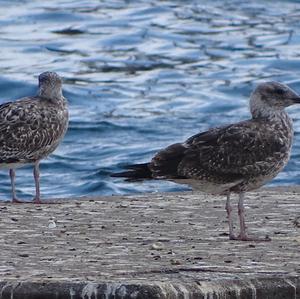 Herring Gull