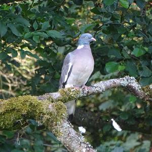 Common Wood-pigeon