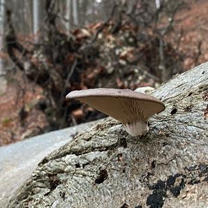 Oyster Mushroom