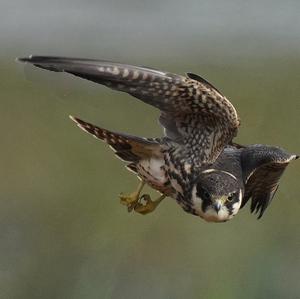 Eurasian Hobby