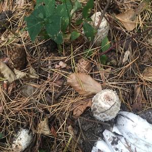 Shaggy Mane