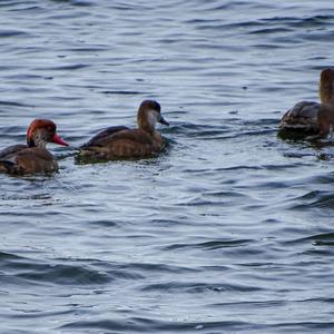 Red-crested Pochard