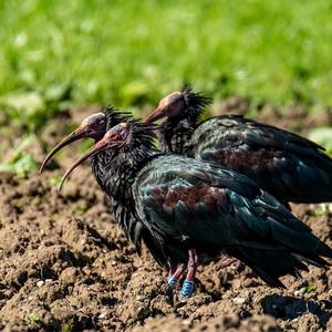 Northern Bald Ibis