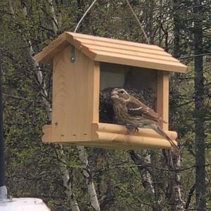 Rose-breasted Grosbeak