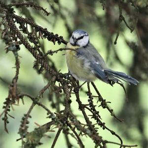 Blue Tit