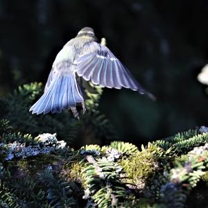 Blue Tit