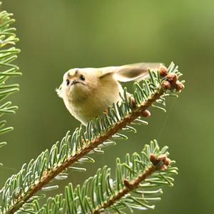 Goldcrest