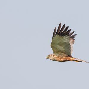 Western Marsh-harrier