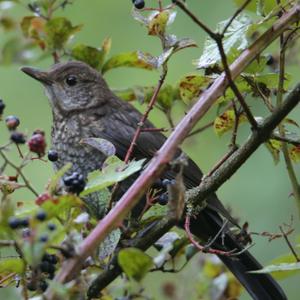 Eurasian Blackbird