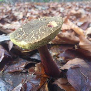 Red-cracked Bolete