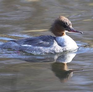 Common Merganser