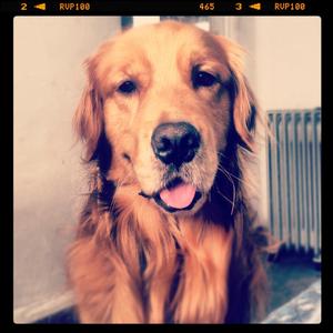 Retriever (Golden)