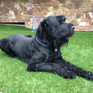 Black Russian Terrier