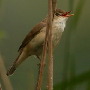 Eurasian Reed-warbler